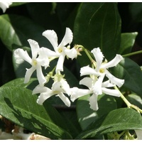 Chinese Star Jasmine - Trachelospermum asiaticum Flat Mat 140mm