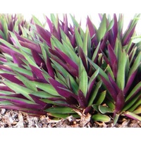 Moses in the Cradle - Tradescantia spathacea 120mm