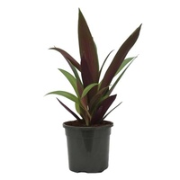 Tradescantia Spathacea Silver 130mm