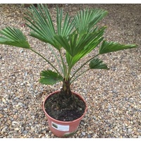 Chinese Windmill - Trachycarpus Wagnerianus 200mm