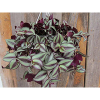 Spiderwort - Tradescantia zebrina 130mm