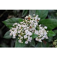 Laurustinu - Viburnum Tinus 250mm