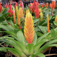 Bromeliad Assorted - Vriesea Assorted 130mm