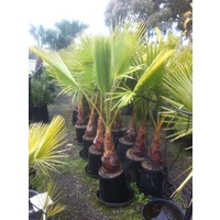 American Cotton Palm - Washingtonia Robusta 25ltr