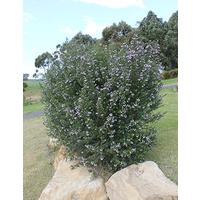 Westringia naringa 140mm