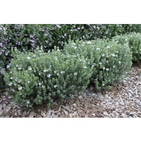 Westringia fruticosa Smokey 140mm