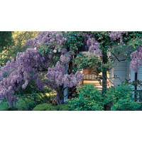 Wisteria Floribunda Royal Purple 250mm