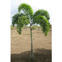 Foxtail Palms - Wodyetia bifurcata 100ltr