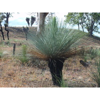 Grass Tree - Xanthorrhoea Glauca 101-110cm Trunk