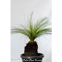 Grass Tree - Xanthorrhoea Johnsonii Size C 10-20cm Trunk