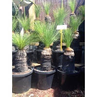 Grass Tree - Xanthorrhoea Johnsonii Size D 20-30cm Trunk