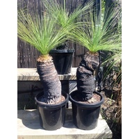 Grass Tree - Xanthorrhoea Johnsonii Size E 30-40cm Trunk