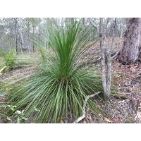 Seed Grown Grass Tree - Xanthorrhoea Latifolia 200mm