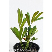 Cardboard Cycad - Zamia Furfuracea 140mm