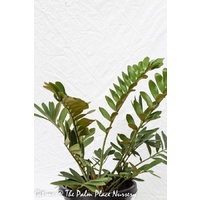 Cardboard Cycad - Zamia Furfuracea 250mm