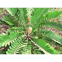 Cardboard Cycad - Zamia Furfuracea 400mm