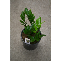 Zamioculcas Zamiifolia 170mm