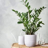 Zanzibar Gem - Zamioculcas Zamiifolia 300mm