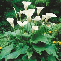 Arum lily - Zantedeschia aethiopica 200mm