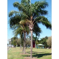 Cocos Palm - Arecastrum Romanzoffianum 1.5m clear trunk