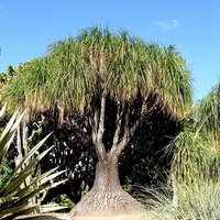 Ponytail Palm - Beaucarnea Recurvata 2.3 overall