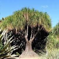 Ponytail Palm - Beaucarnea Recurvata box