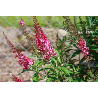 Buddleja Hybrid Cran Razz 140mm