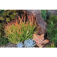 Euphorbia Firesticks - Euphorbia tirucalli 200mm