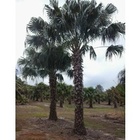 Cabbage Palm - Livistonia Australis 2m clear trunk