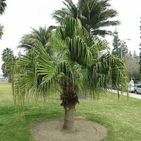 Chinese Fan Palm - Livistona Chinensis 1.1m clear trunk