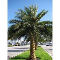 Silver date palm - Phoenix sylvestris 0.5m clear trunk