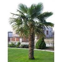 Chinese Windmill Palm - Trachycarpus Fortunei 1.1m clear trunk