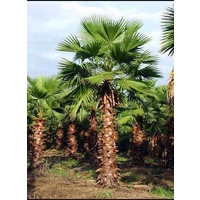 American Cotton Palm - Washingtonia Robusta 2m clear trunk