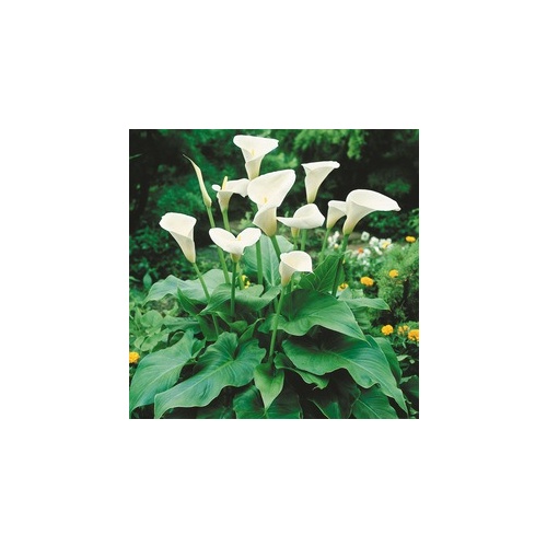 Arum lily - Zantedeschia aethiopica 200mm